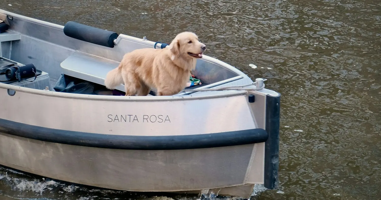 Dog standing at the front of a small boat on an Amsterdam canal